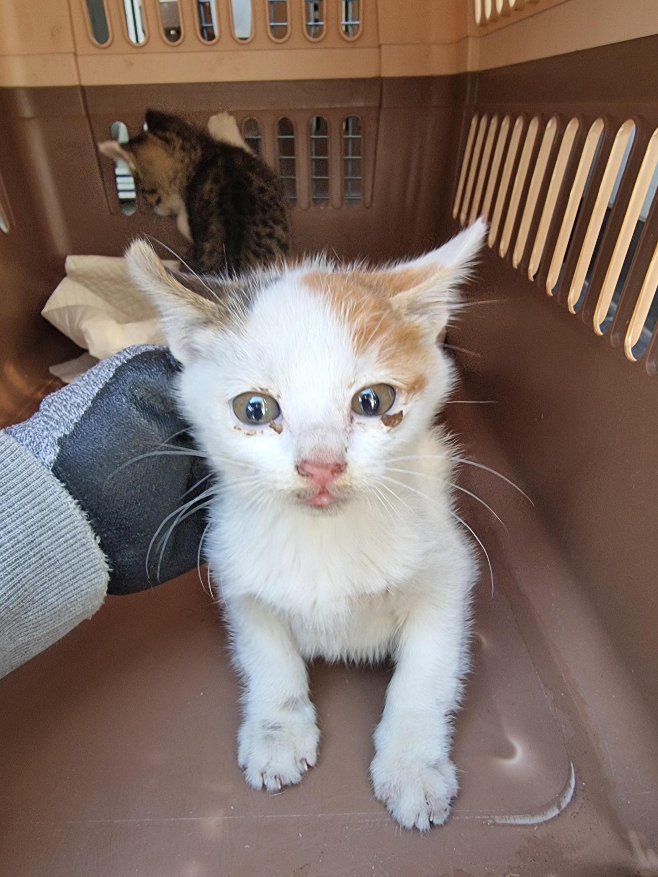 거제시동물보호센터_448537202501418